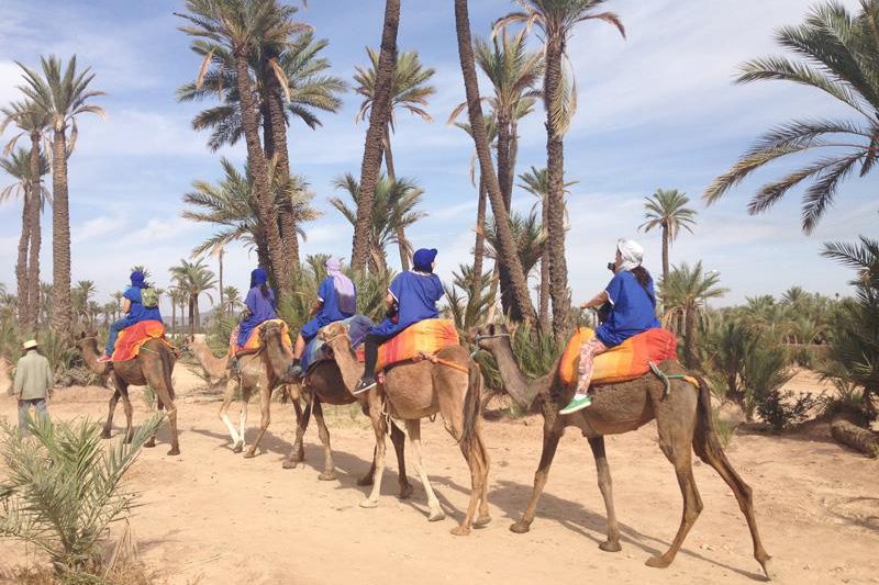 Explore The Marrakech Desert Or Palm Grove In A Sunset Camel Ride Tour